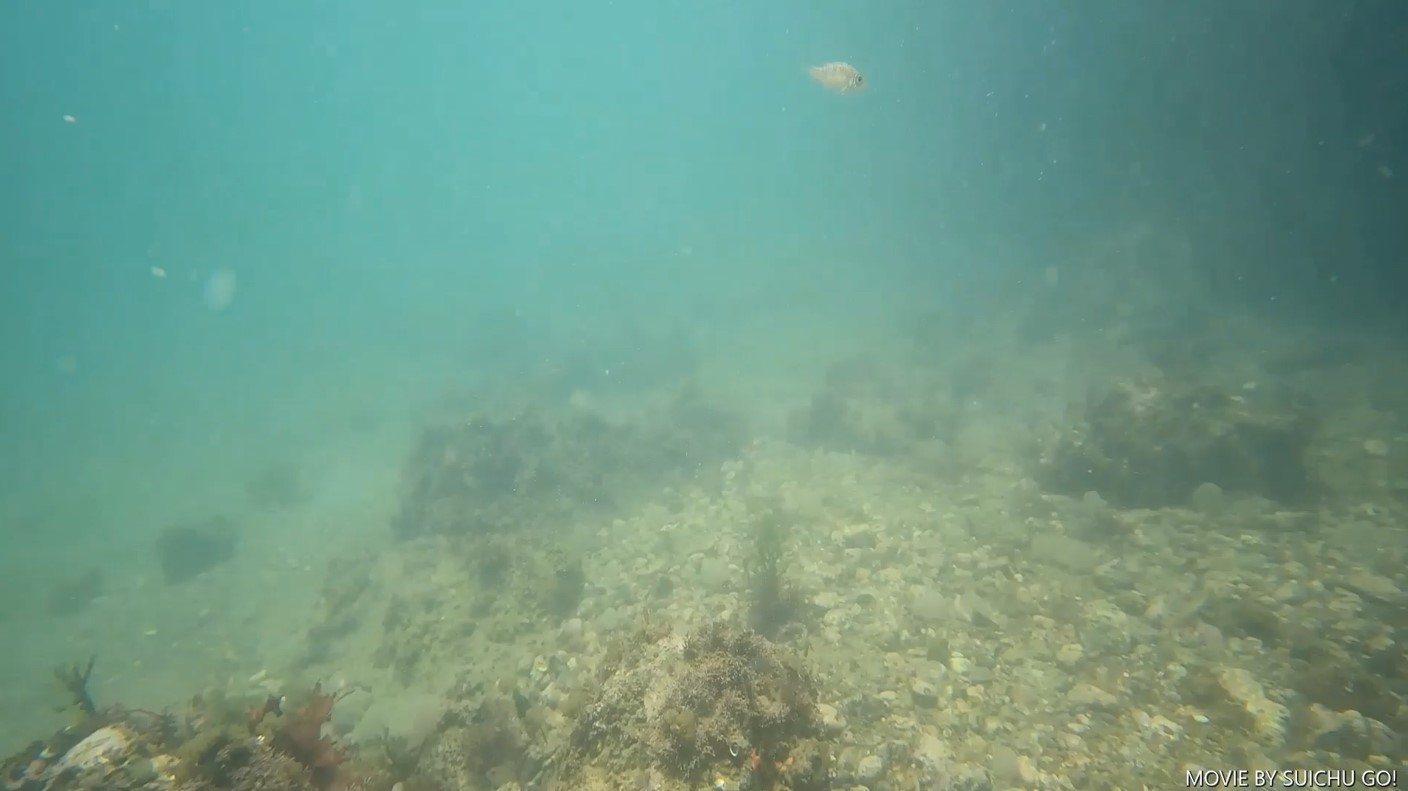 13秒 意味深にあばれる1匹の稚魚 愛知県田原市 Suichu Go