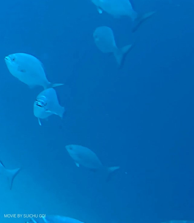 21秒 野生の魚のお顔じっくりシリーズ８ イスズミ 一瞬だけ正面からも 神津島 Suichu Go